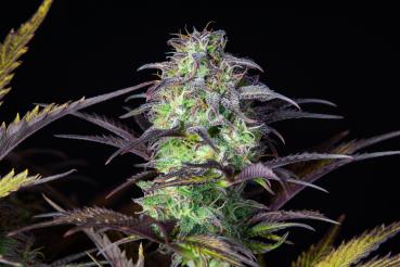 Samen 3x Original Blueberry Automatik Fast Buds